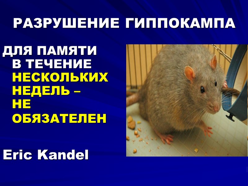 РАЗРУШЕНИЕ ГИППОКАМПА  ДЛЯ ПАМЯТИ  В ТЕЧЕНИЕ НЕСКОЛЬКИХ НЕДЕЛЬ –  НЕ ОБЯЗАТЕЛЕН